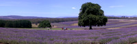 2006